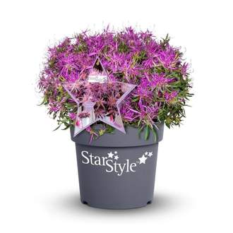 Pěnišník 'Star Style' květináč 10 litrů
