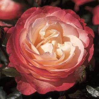 Růže 'Nostalgie' kmínek 90cm, květináč 10 litrů, stromek