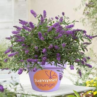 Komule Davidova 'Summer Lounge Purple Lion' květináč 2,3 litru