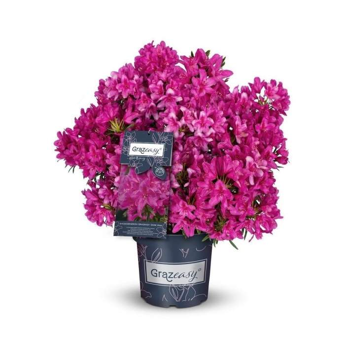 Levně Pěnišník 'Grazeasy® Dark Pink' květináč 5 litrů