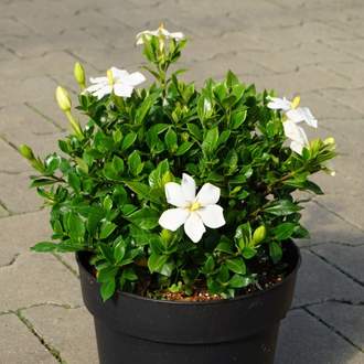 Gardenie jasmínokvětá 'Sweet Star' výčka 30/40cm, květináč 4,5 litru