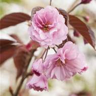 Třešeň pilovitá 'Royal Burgundy' výška 100/125cm, květináč 10 litrů, sakura
