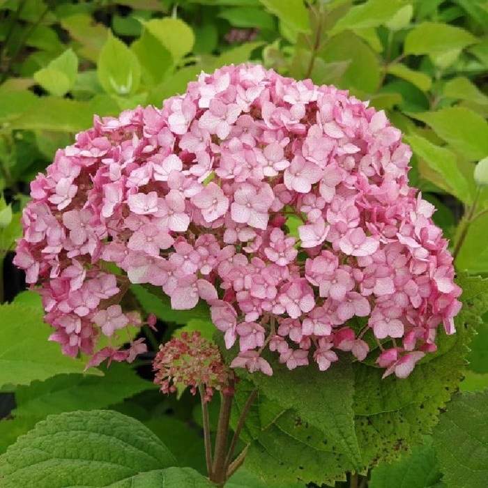 Levně Hortenzie stromečkovitá 'Candybelle Bubblegum' výška 50/60cm, květináč 10 litrů