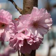 Třešeň pilovitá 'Kanzan' výška 125/150cm, květináč 18 litrů, sakura