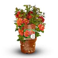 Růže 'Havanna' květináč 4,6 litru