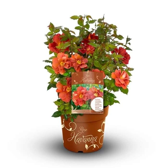 Levně Růže 'Havanna' květináč 6 litrů