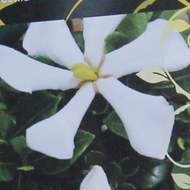 Gardénie jasmínokvětá 'Pinwheel' květináč 4,6 litru