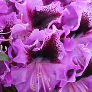 Pěnišník Easydendron 'Rhododendronpark Graal-Müritz' květináč 5 litrů