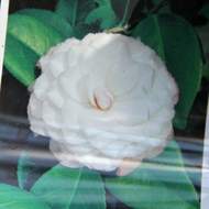 Kamélie japonská 'Nuccio's Pearl' výška 30/40cm, květináč 2,5 litru