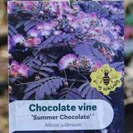 Albízie 'Summer Chocolate' květináč 6 litrů