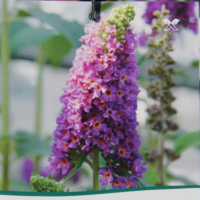 Levně Komule Davidova Poquito® 'Orchid Annie'® květináč 4,5 litru