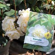 Camellia japonica 'Brushfield Yellow' květináč 5 litrů
