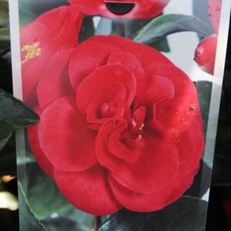 Kamélie japonská 'Lady Campbell' květináč 5 litrů