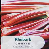 Rebarbora 'Canada Red'  výška 30/40cm, květináč 3,4 litru