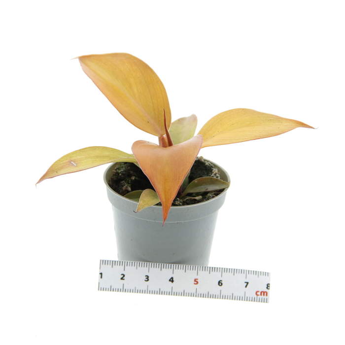 Levně Filodendron 'Orange' květináč 6cm
