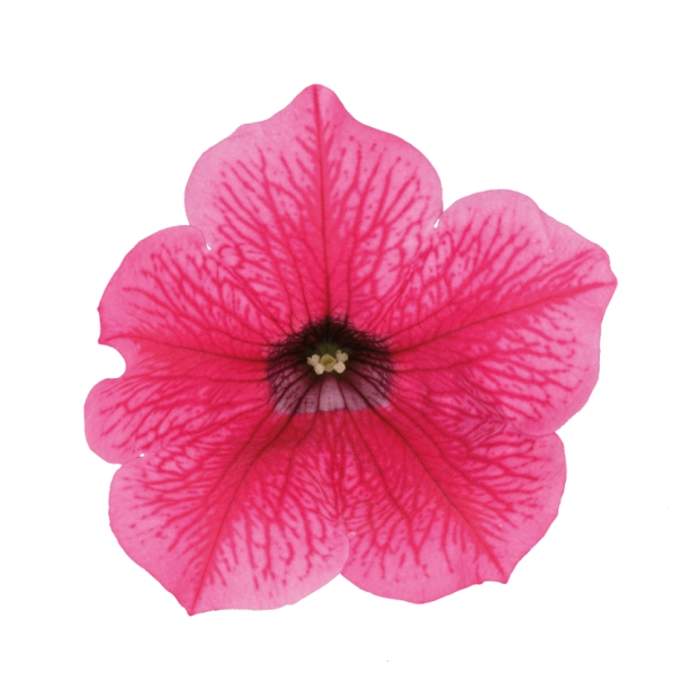 E-shop Surfinie tmavě růžová s růžovým žilkováním 4ks 11cm