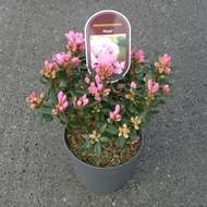 Pěnišník 'Pintail' květináč 2 litry