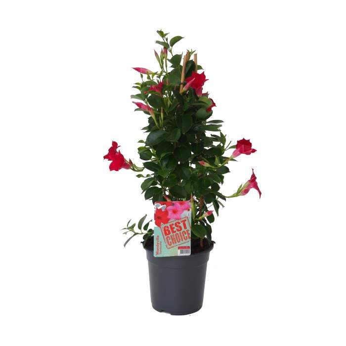 Levně Mandevila červená květináč 19cm