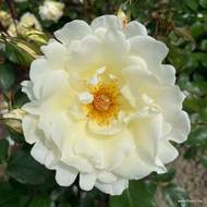 Růže Kordes 'Mentor-Rose' květináč 2 litry