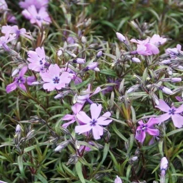 Levně Plaménka šídlovitá 'Purple Beauty' květináč 9cm