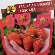 Jahodník stáleplodící 'Toscana' květináč 12cm