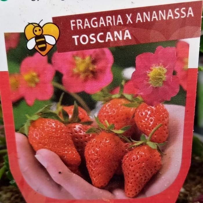 Levně Jahodník stáleplodící 'Toscana' květináč 12cm