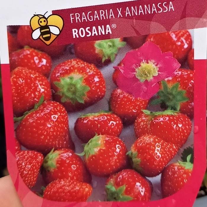 E-shop Jahodník stáleplodící 'Rosana' květináč 12cm