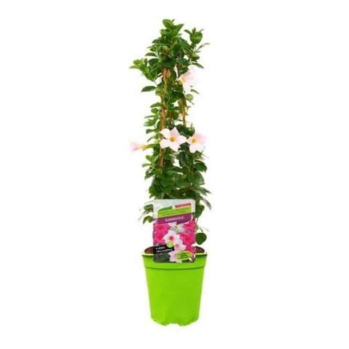 E-shop Mandevila bílá květináč 19cm