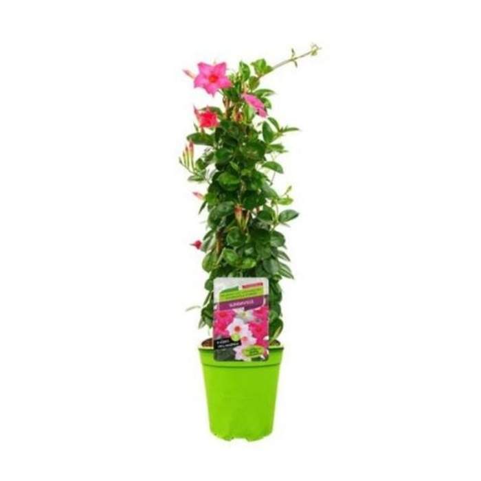 E-shop Mandevila růžová květináč 19cm
