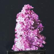 Šeřík křížený Bloomerang 'Dark Purple' obvod kmínku 5/6, květináč 18 litrů