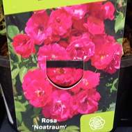 Růže 'Noatraum' květináč 1,4 litru