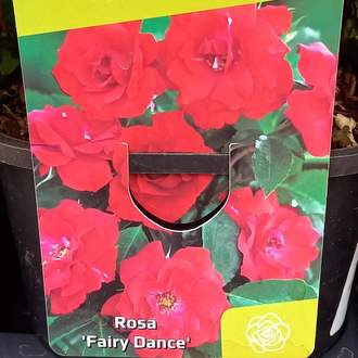 Růže 'Fairy Dance' květináč 1,4 litru