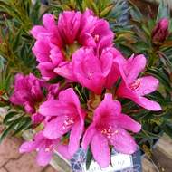Pěnišník 'Grazeasy® Dark Pink' květináč 5 litrů