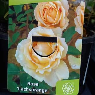 Růže 'Lachsorange' výška 20/30cm, květináč 1,4 litru