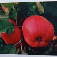 Jabloň 'Santana' květináč 9,3 litru, zákrsek, podzimní