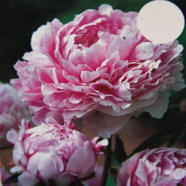 Levně Pivoňka čínská 'Sarah Bernhardt' květináč 3 litry