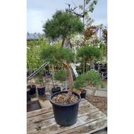 Borovice lesní - bonsai, květináč 40 litrů