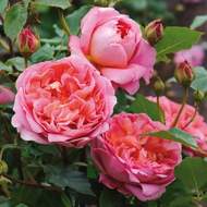 Růže D. Austin 'Boscobel' květináč 6 litrů