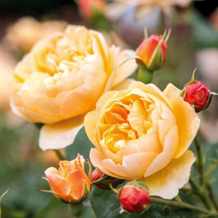 Levně Rosa D. Austin 'Roald Dahl' květináč 6 litrů