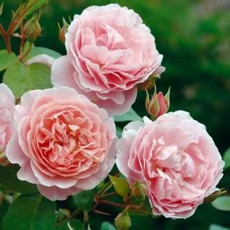 Růže D. Austin 'Strawberry Hill' květináč 6 litrů