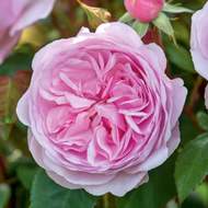 Růže D. Austin 'Olivia Pink Austin' květináč 6 litrů
