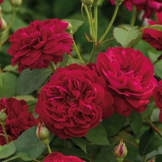 Růže D. Austin 'Darcey Bussell' květináč 6 litrů