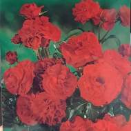 Růže Topolina 'Red' kmínek 40cm, květináč 2,5 litru
