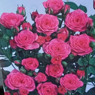 Růže Topolina 'Pink' kmínek 40cm, květináč 2,5 litru