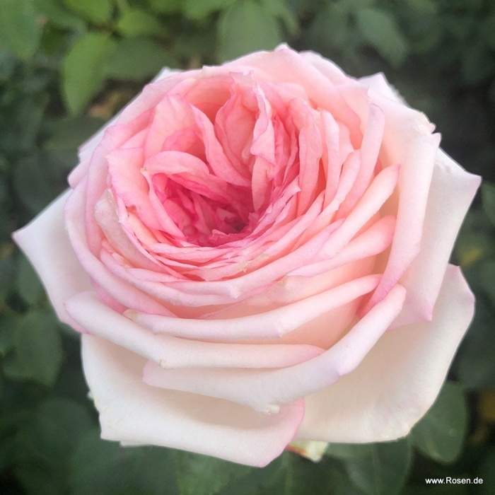 Levně Růže Kordes 'Meine Rose' květináč 5 litrů