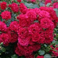 Růže Kordes 'Gärtnerfreude' květináč 5 litrů