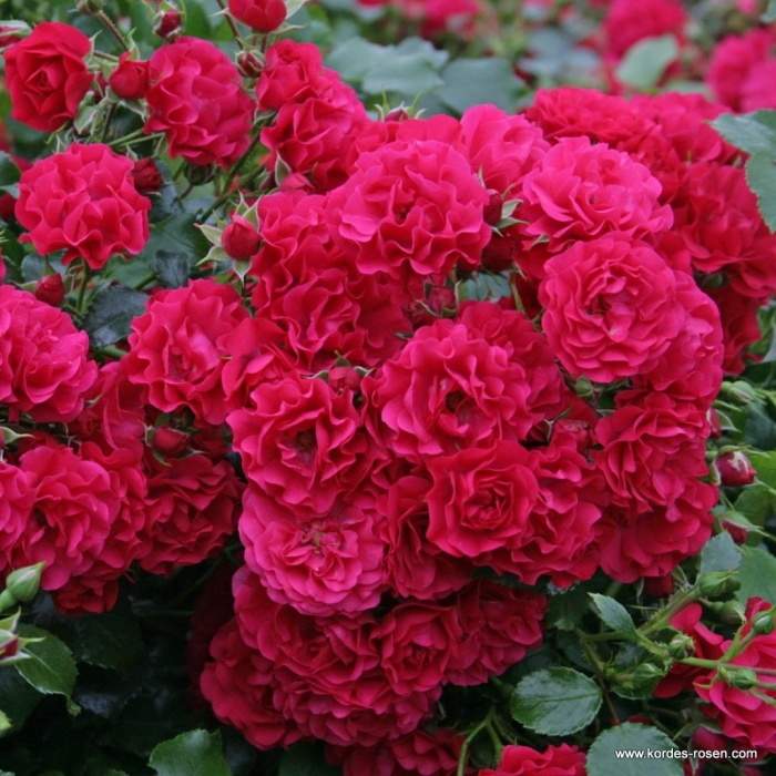Levně Růže Kordes 'Gärtnerfreude' květináč 5 litrů