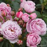 Růže Kordes 'Nautica' kmínek 80cm, květináč 7,5 litru