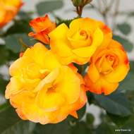 Růže Kordes 'Bright Smiles' květináč 5 litrů
