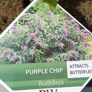 Komule Davidova 'Purple Chip' výška 30/40cm, květináč 4 litry